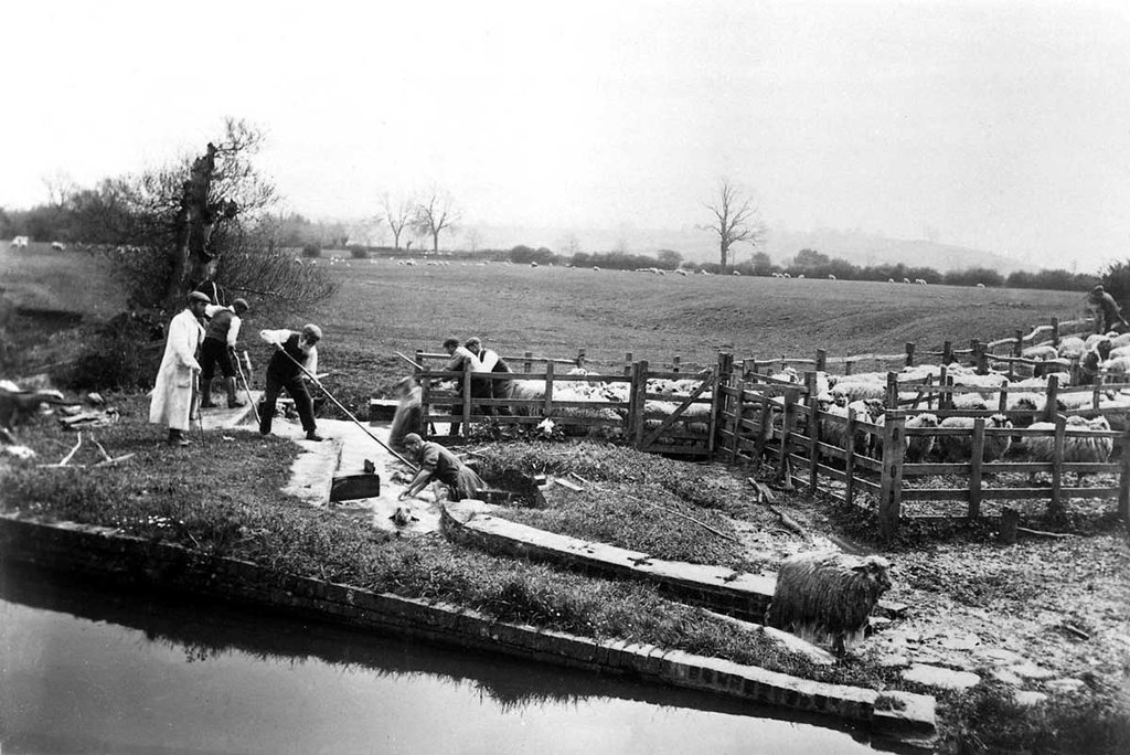 A wet sheep leaves a trough in front of 6 farm worked and a full pen of sheep.